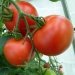 Ripening Tomatoes