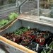 Tomato Plant In Propagator