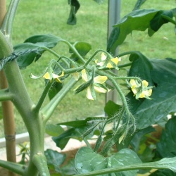 How to grow tomatoes