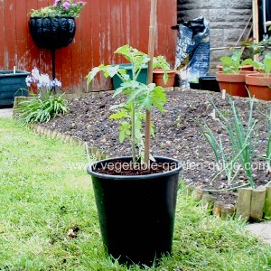 Plant Tomatoes in Containers