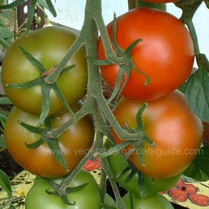 Planting Tomatoes in Containers