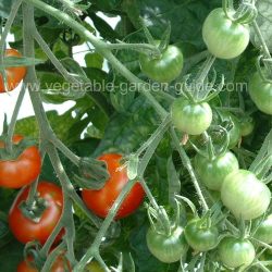 How to grow tomatoes