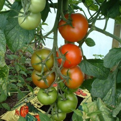 Alicante Tomatoes