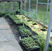 Growing tomatoes in bags