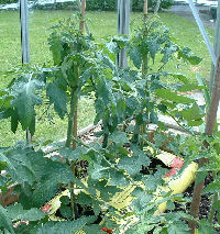 Half Grown Tomatoes in greenhouse growbags
