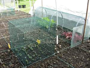 How to grow lettuce - cloche